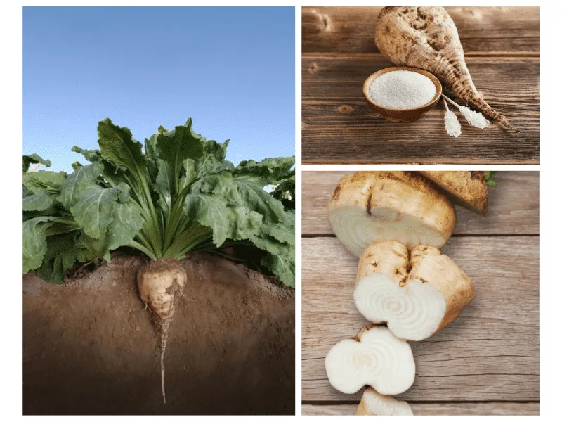 What is a Sugarbeet?